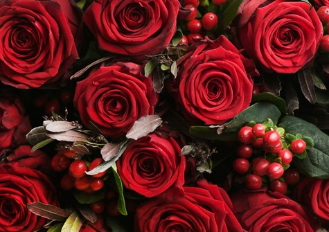 roses rouges