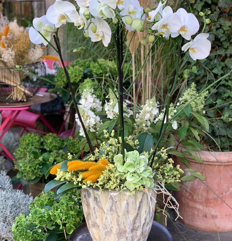 Phalaenopsis avec décoration