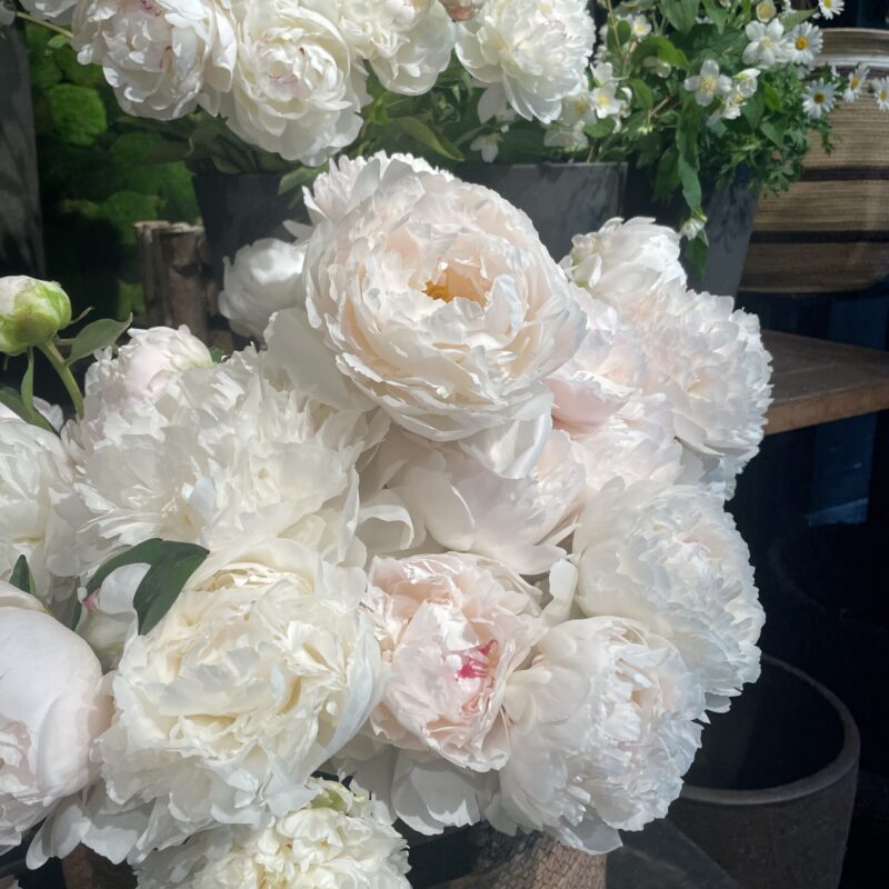 Bouquet of white peonies