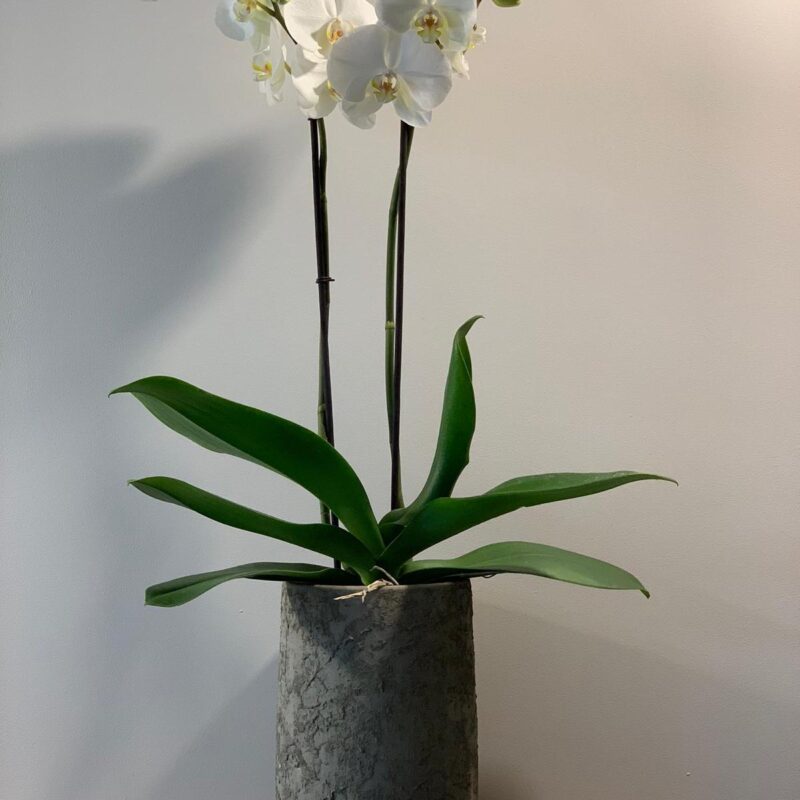 Haute orchidée Phalaenopsis