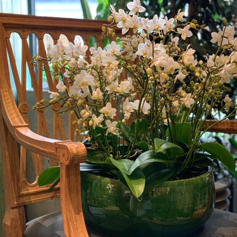 Composition d’Orchidées Phalaenopsis Wild