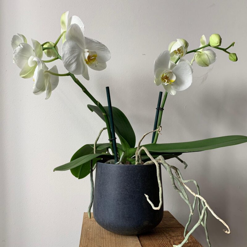 Orchidée Phalaenopsis
