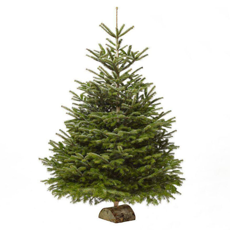 Nordmann fir