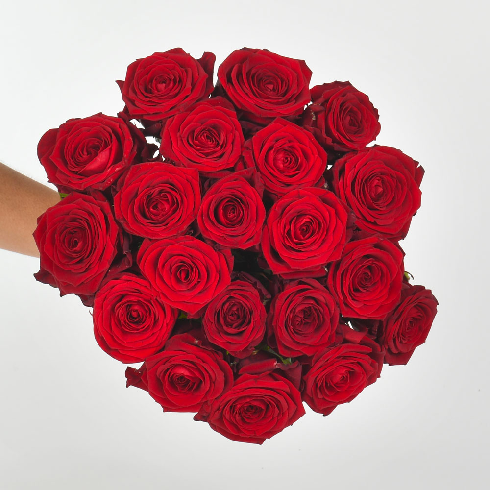 Rose-3