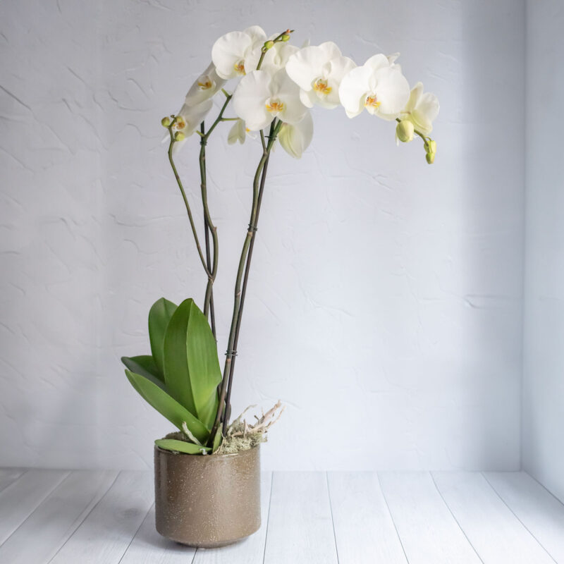 Tall white Phalaenopsis Orchid