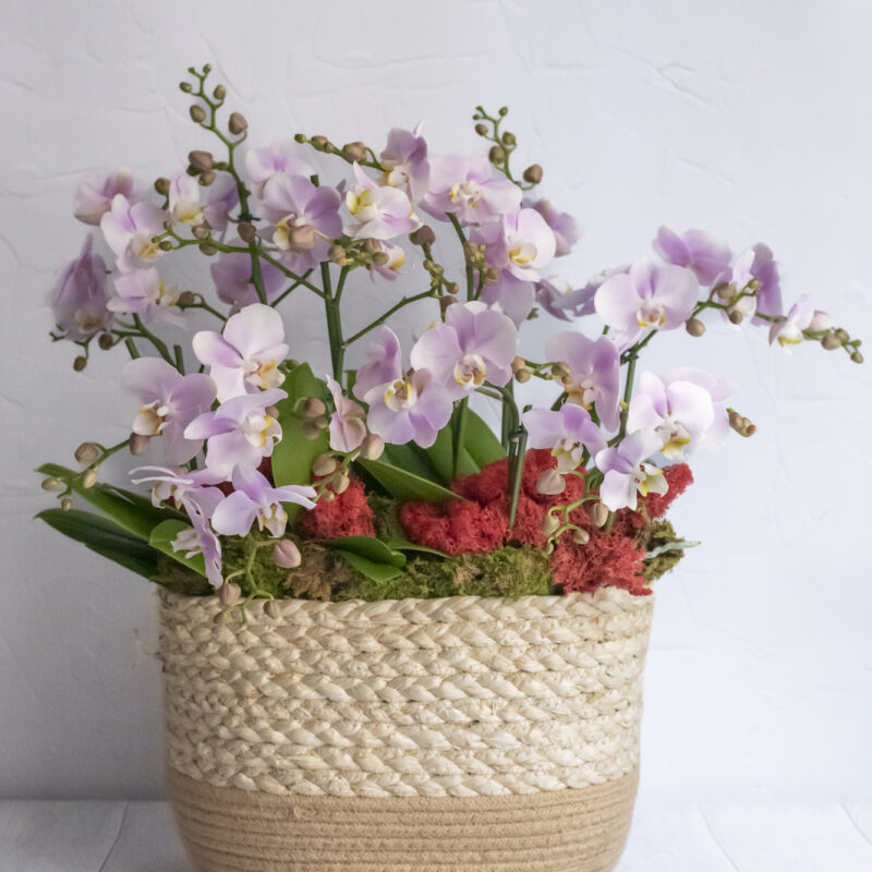 Composition of pink orchids