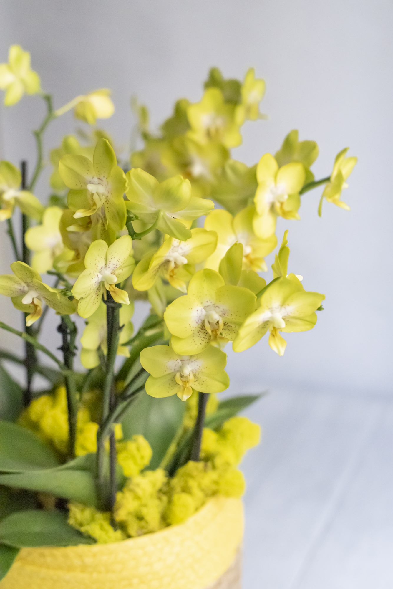 Haute orchidée Phalaenopsis blanche - Kalis