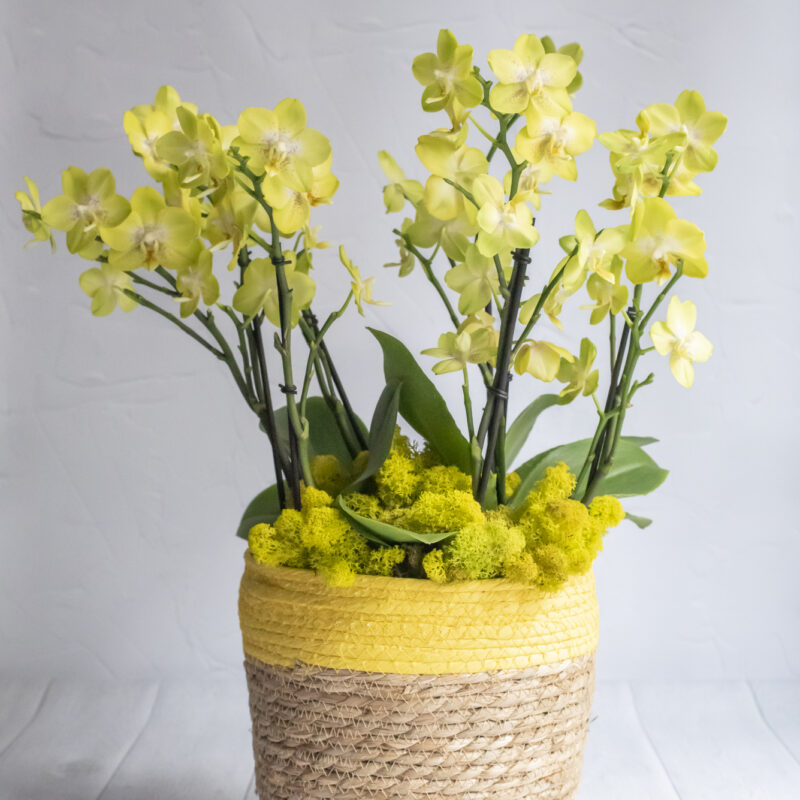 Composition of yellow orchids