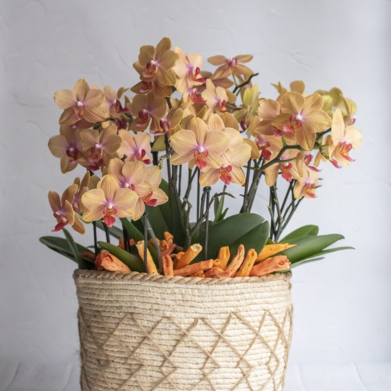 A composition of orchids in shades of orange
