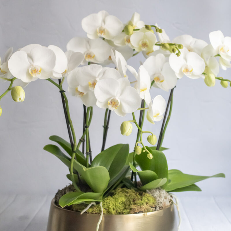 Composition of Phalaenopsis Orchids