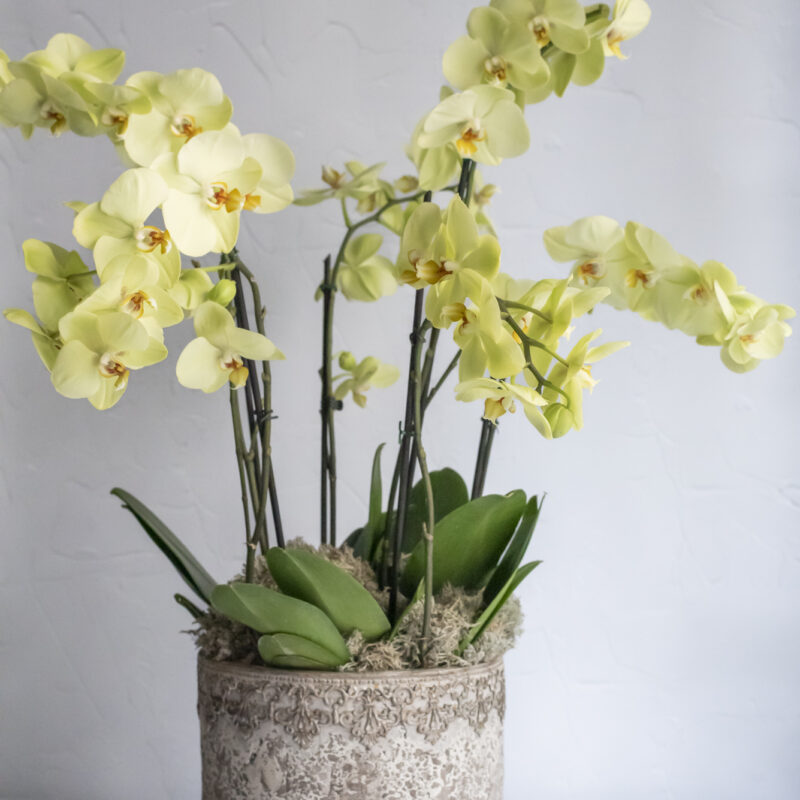 Composition of orchids in golden tones
