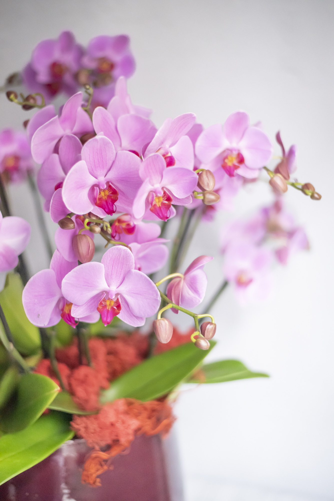 Haute orchidée Phalaenopsis blanche - Kalis