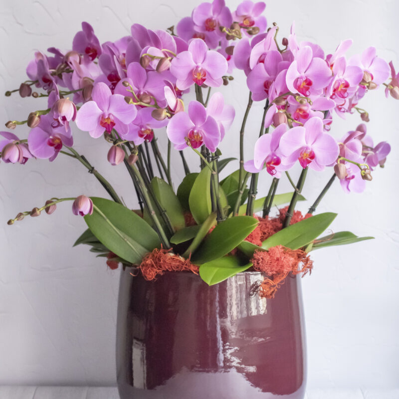 Composition of Fushias Orchids