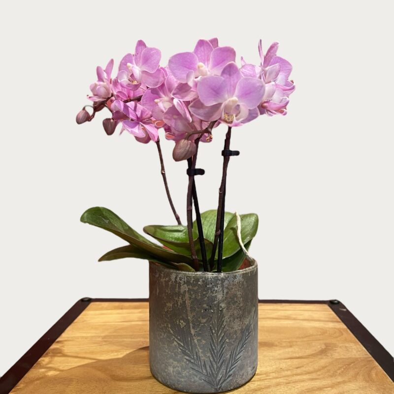 Mini orchids + decorative pot