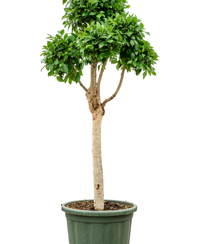 Ficus microcarpa 'Nitida'