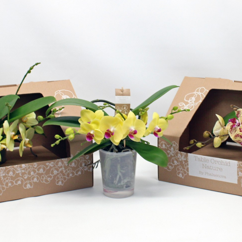 Phalaenopsis Table Orchid