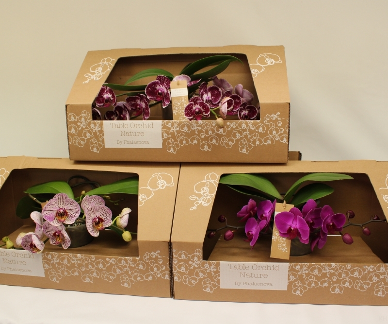 Phalaenopsis Table Orchid Mix