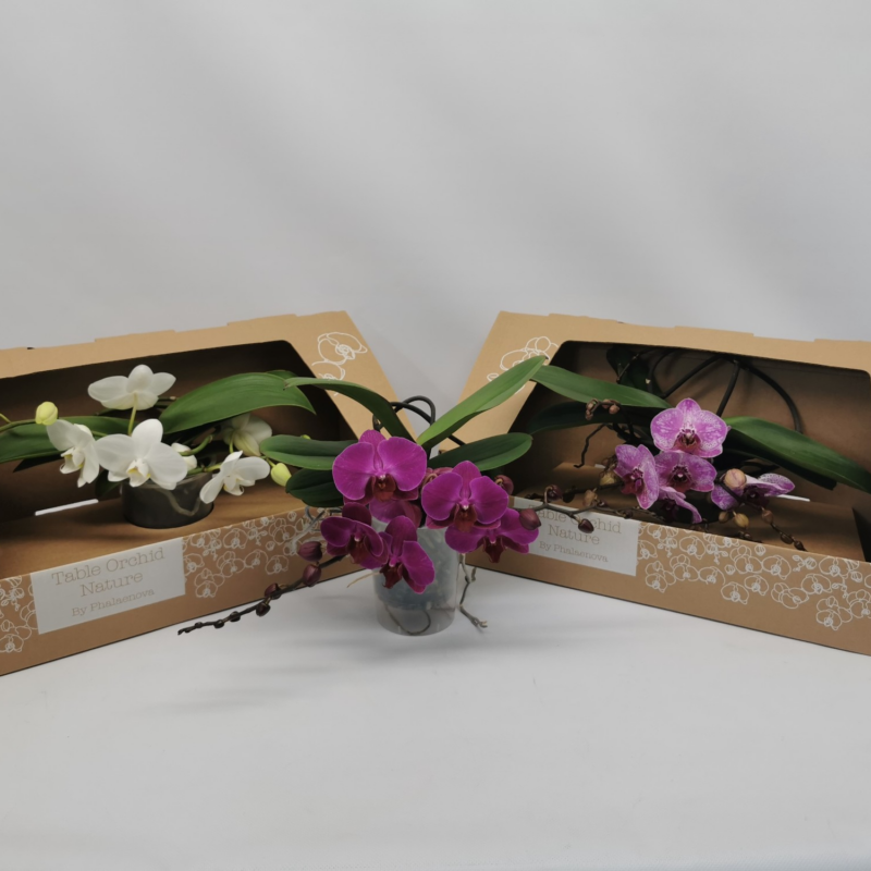 Phalaenopsis Table Orchid