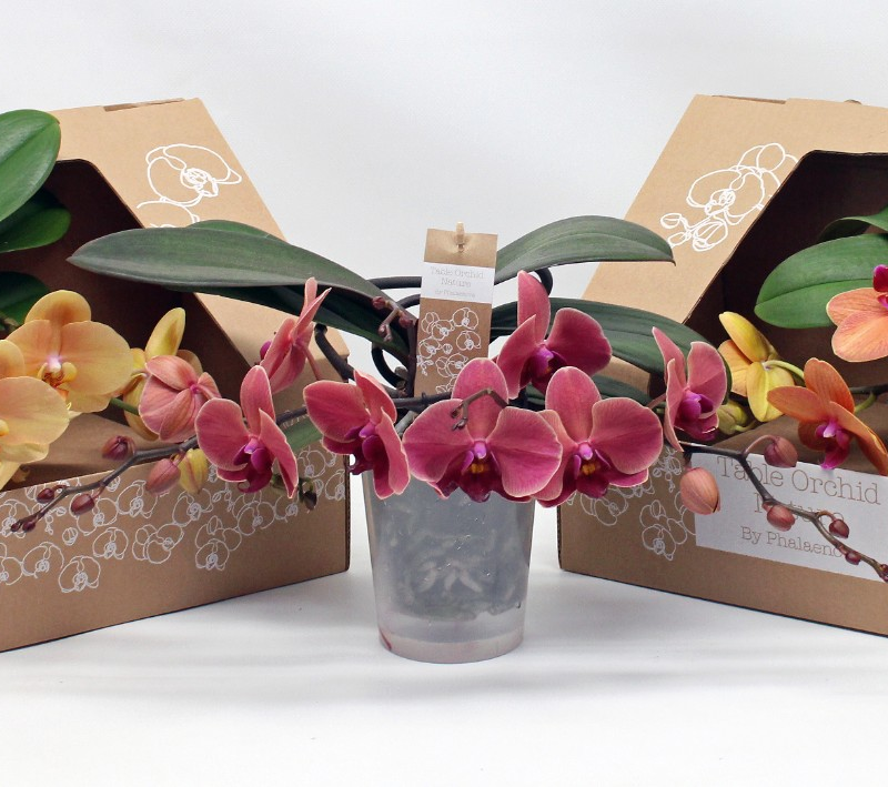 Phalaenopsis Table Orchid