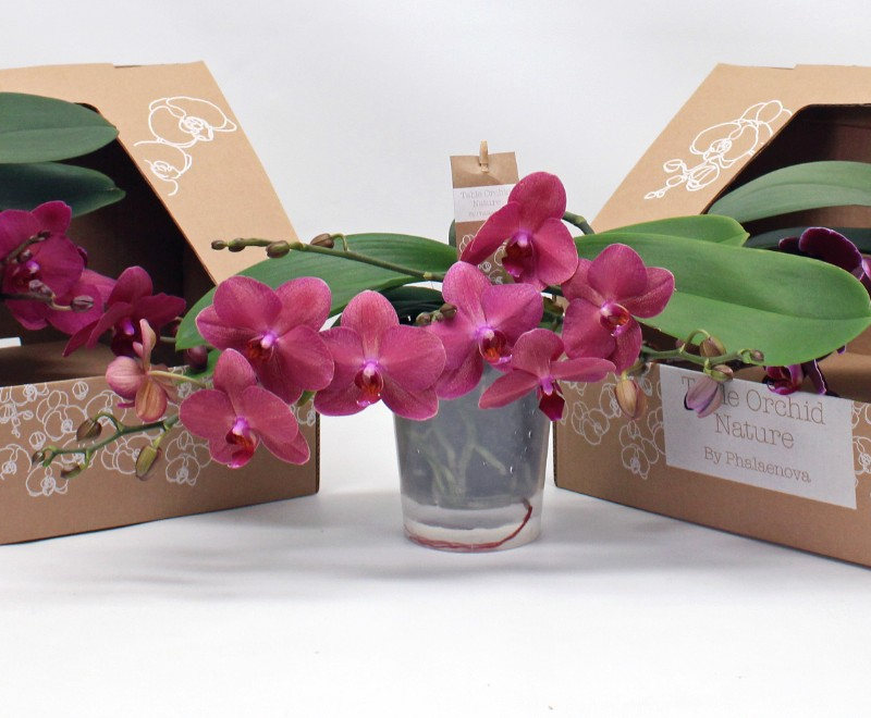 Phalaenopsis Table Orchid