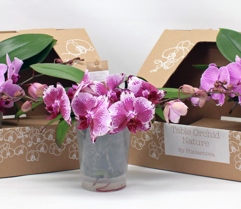 Phalaenopsis Table Orchid