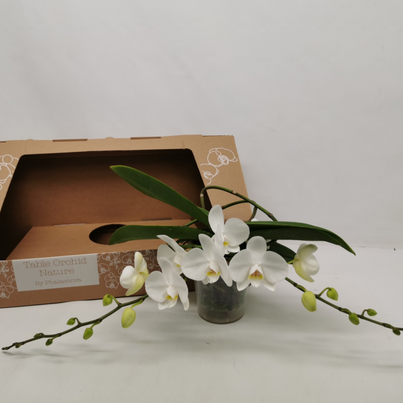 Phalaenopsis Table Orchid