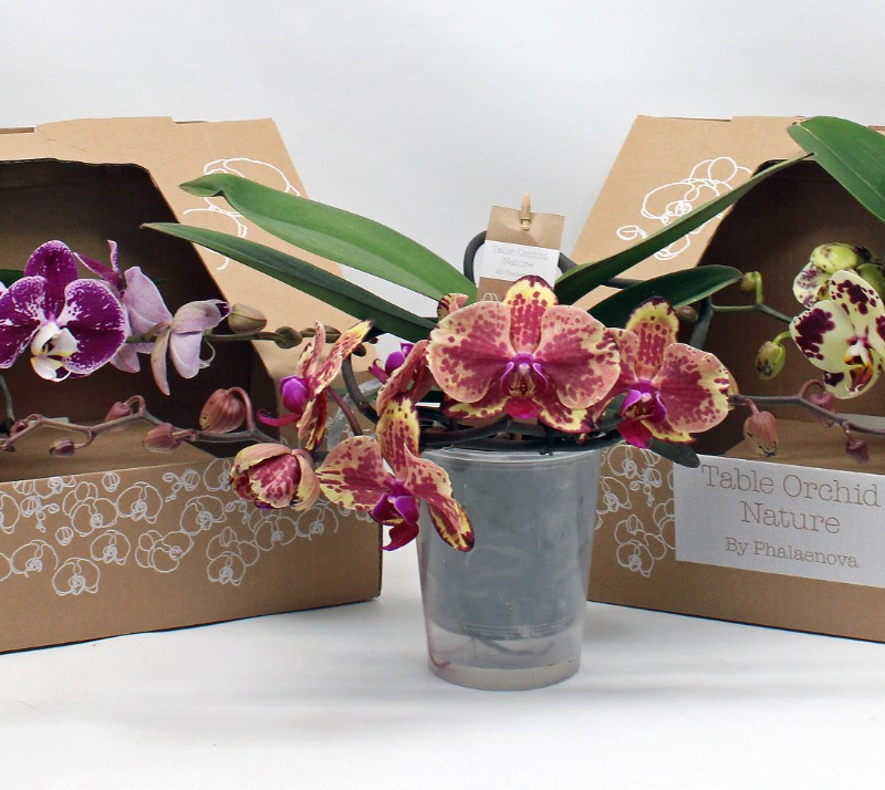 Phalaenopsis Table Orchid Special Mix