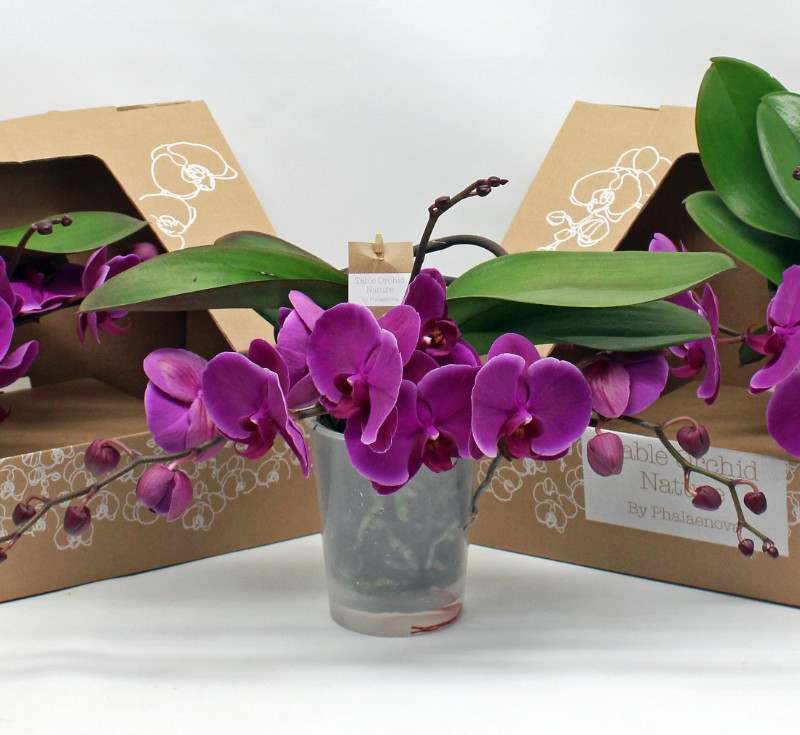 Phalaenopsis Table Orchid