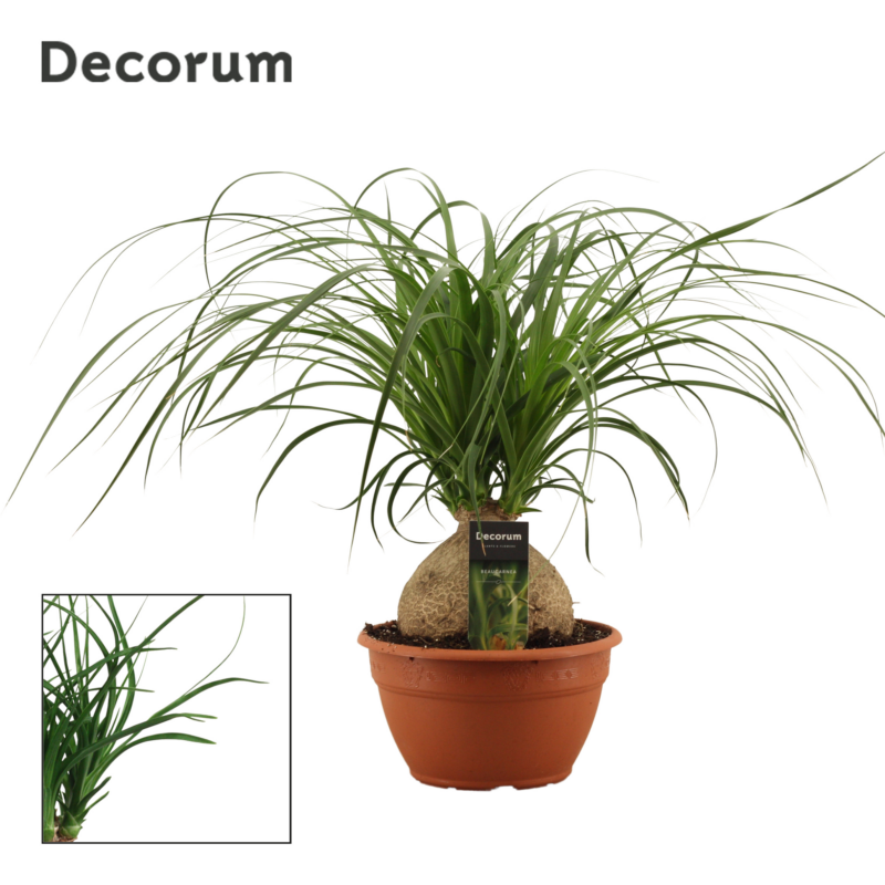 Beaucarnea Bowl