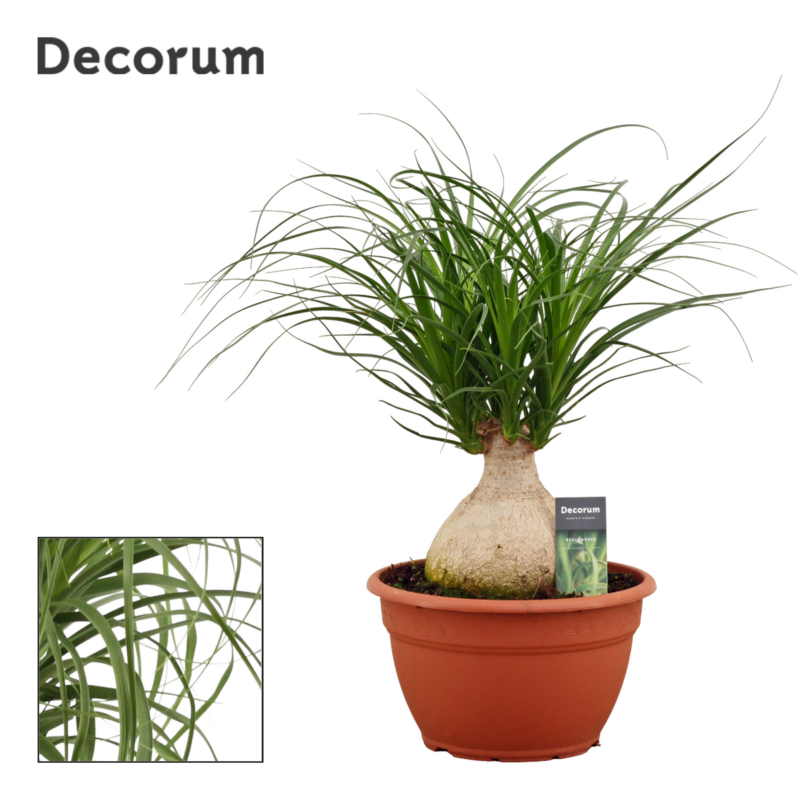 Beaucarnea Bowl