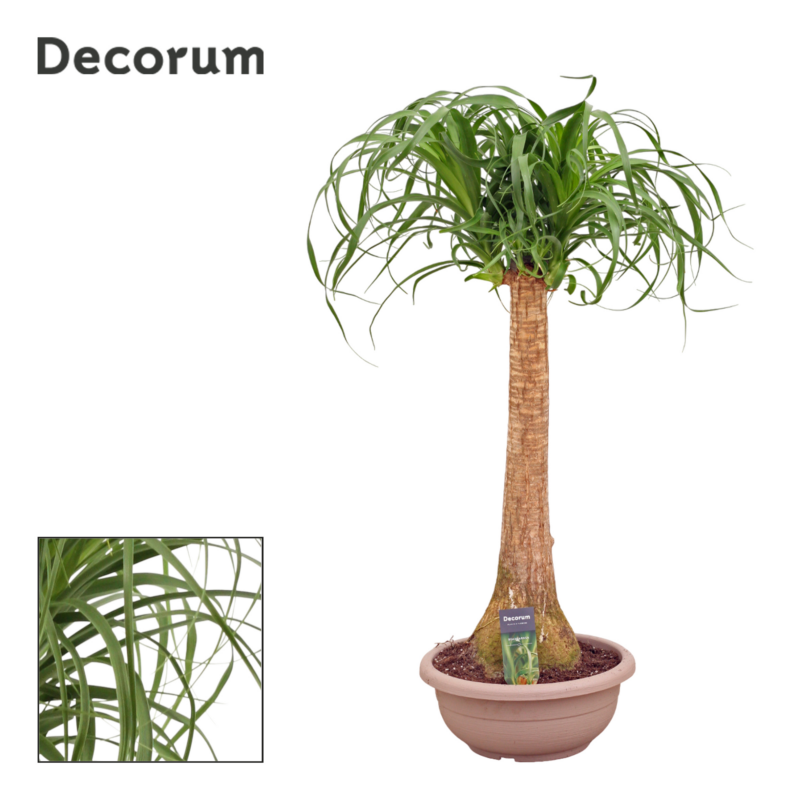 Beaucarnea recurvata