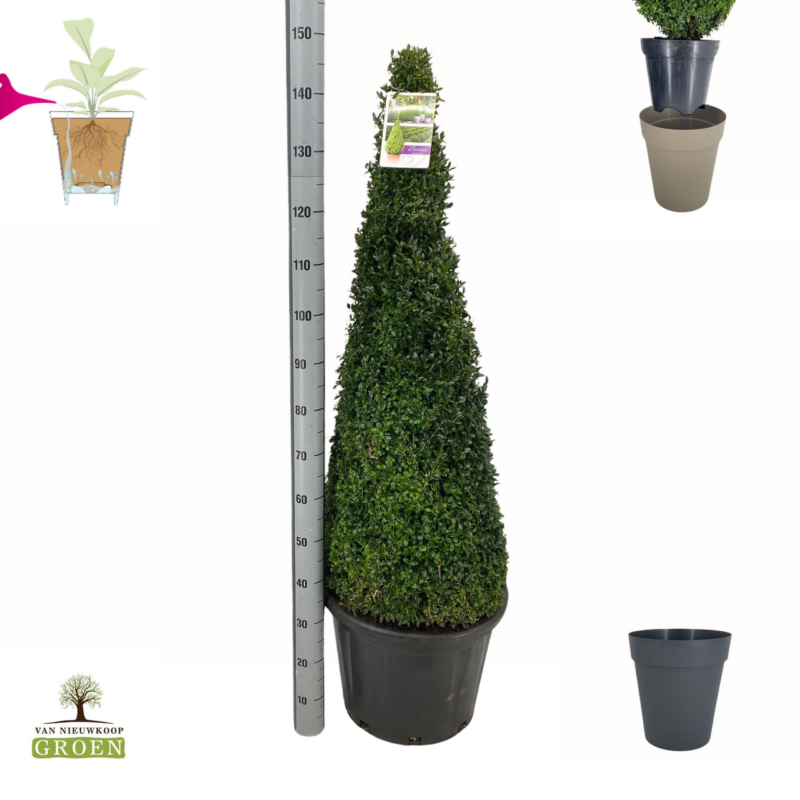 Buxus Sempervirens Pyramid 110-120