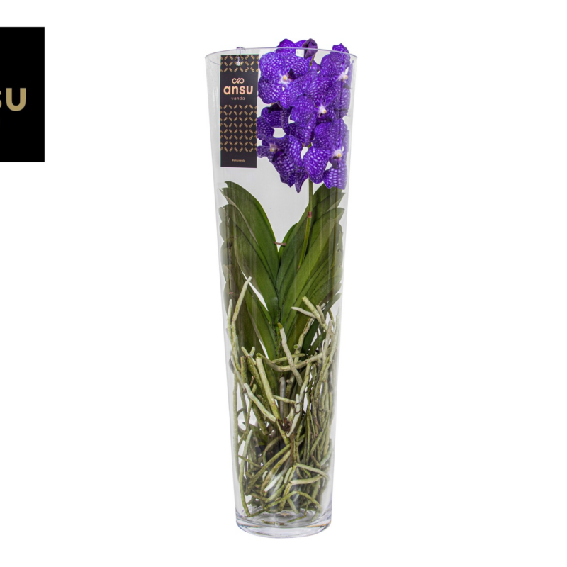 Vanda Lisanne