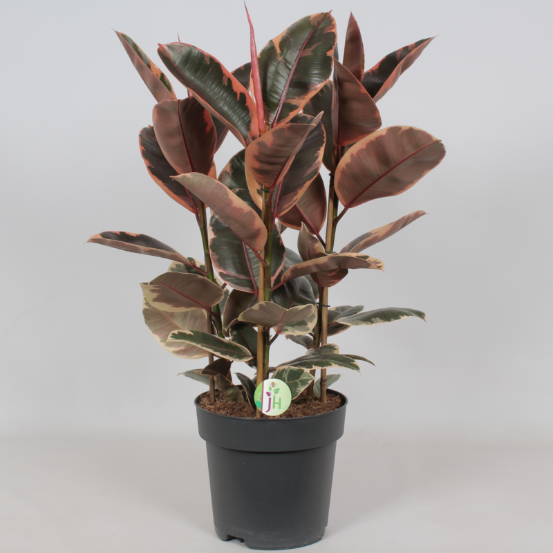 Ficus elastica 'Belize'