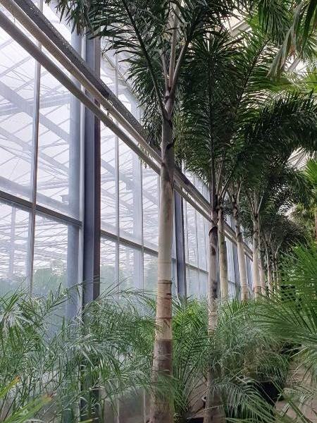 Wodyetia bifurcata