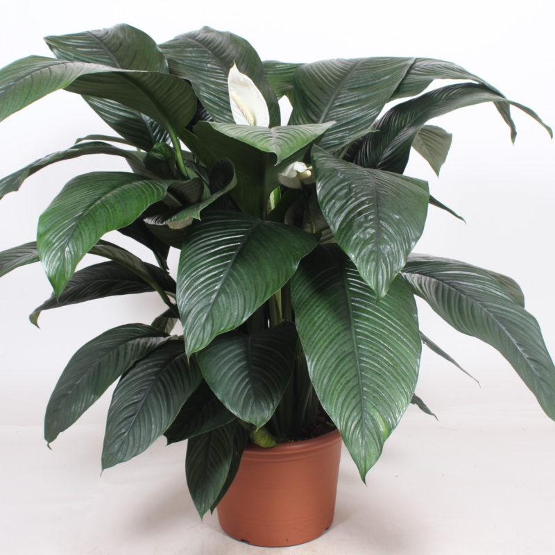 Spathiphyllum 'Sensation'