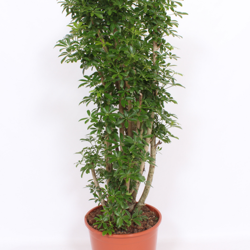 Schefflera arboricola 'Luseana'