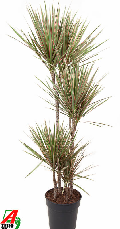 Dracaena marginata Bicolor