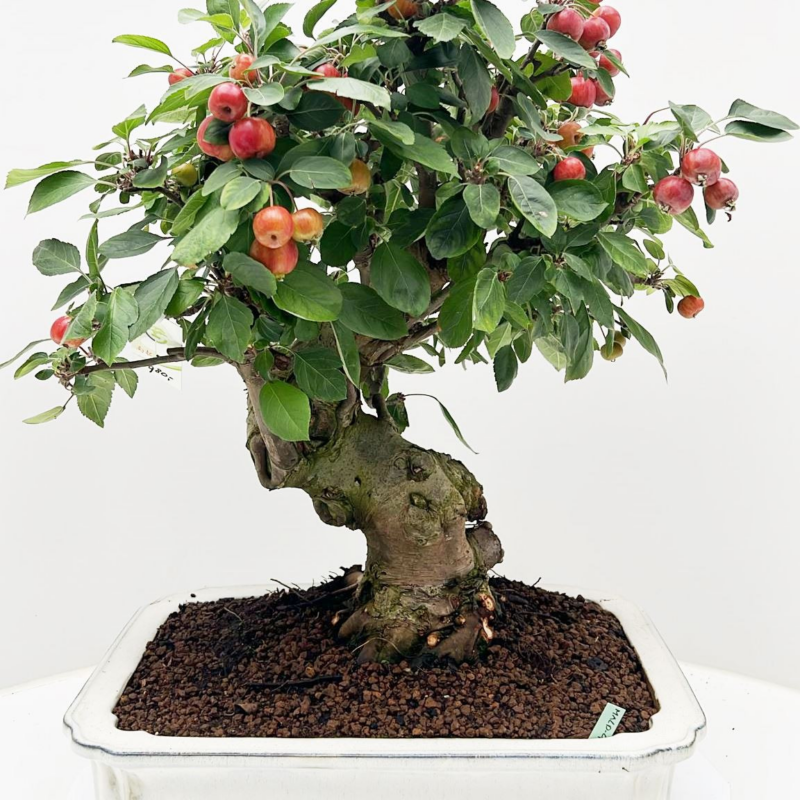 Malus domestica