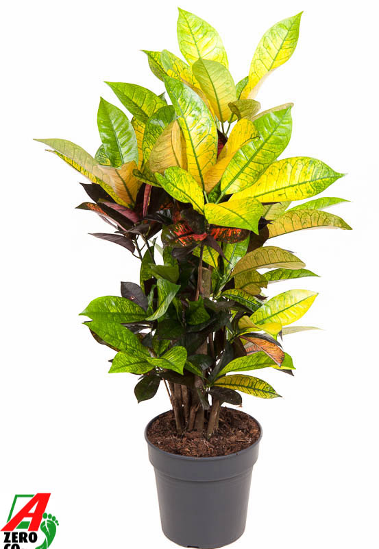 Codiaeum variegatum 'Mrs. Iceton'