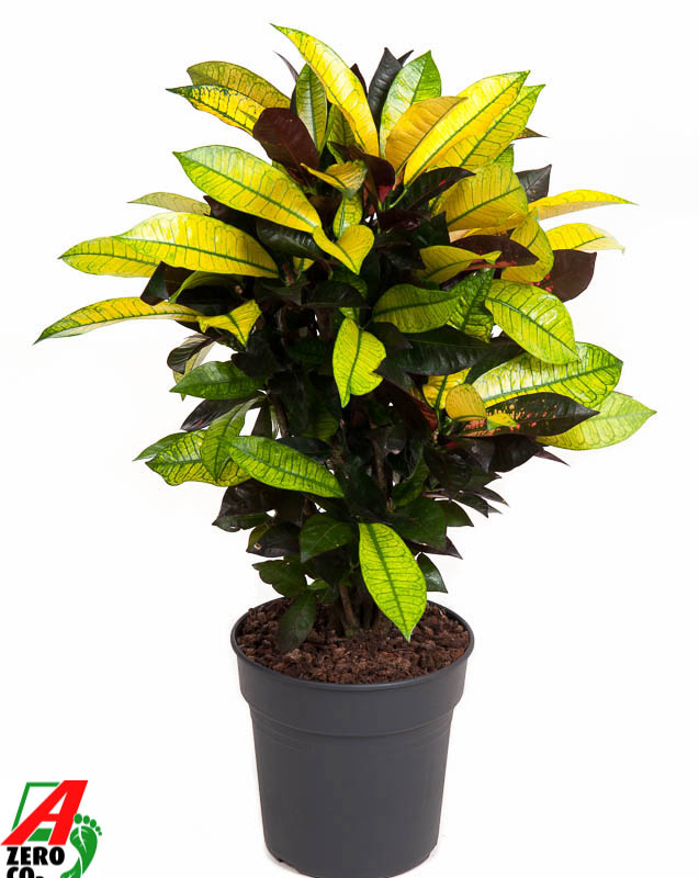 Codiaeum variegatum 'Mrs. Iceton'