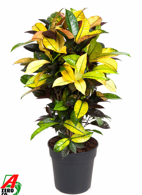 Codiaeum variegatum 'Mrs. Iceton'