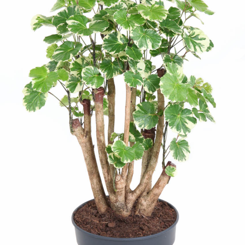 Polyscias 'Balfouriana'