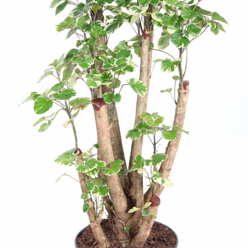 Polyscias 'Balfouriana'