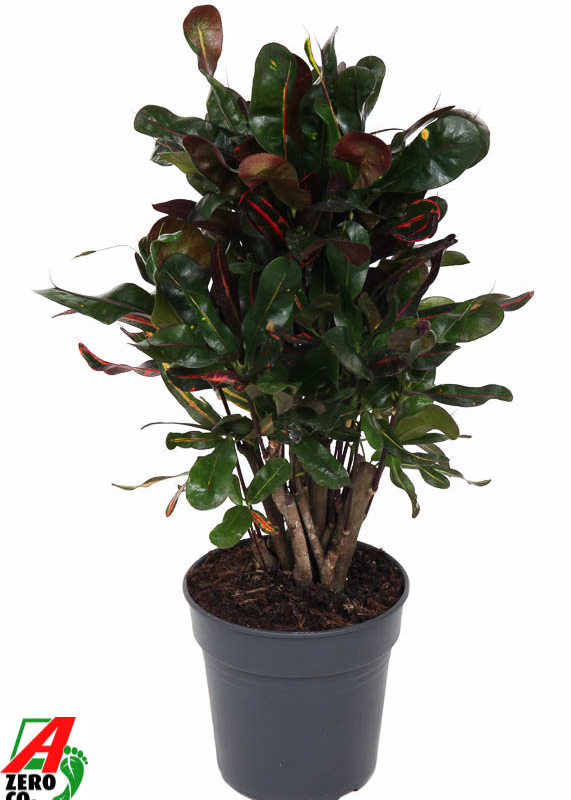 Codiaeum variegatum 'Mammi'