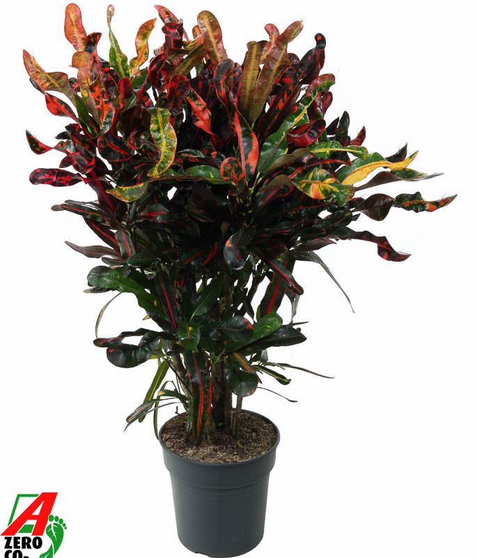 Codiaeum variegatum 'Mammi'