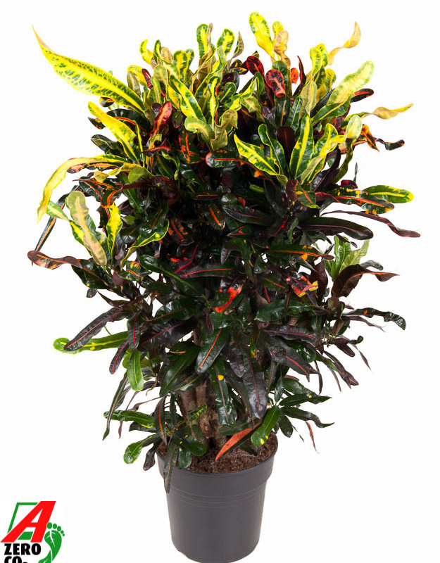 Codiaeum variegatum 'Mammi'