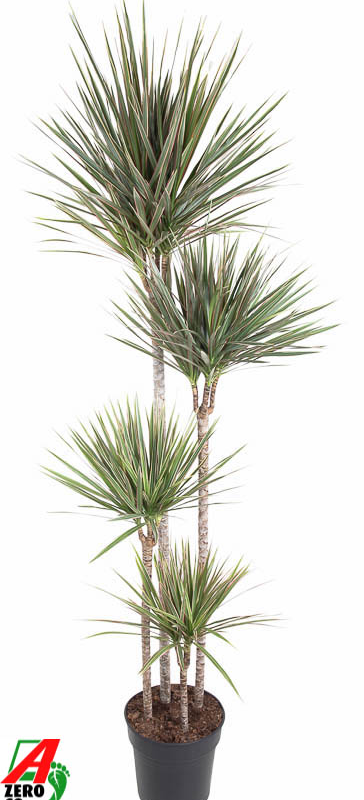 Dracaena marginata Bicolor
