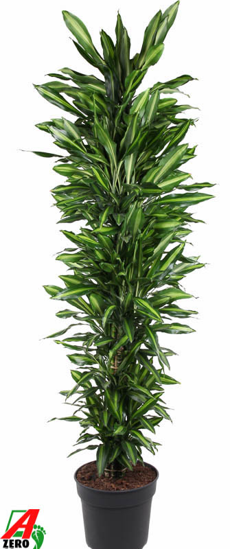Dracaena fragrans 'Cintho'