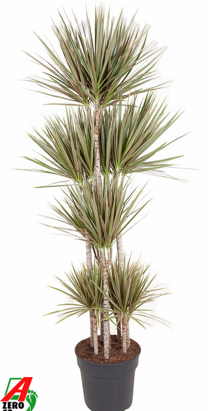 Dracaena marginata Bicolor